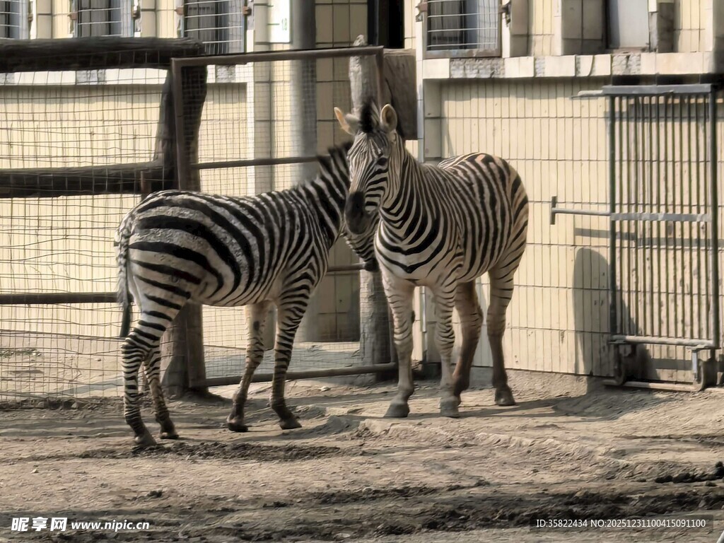 围栏边的斑马群
