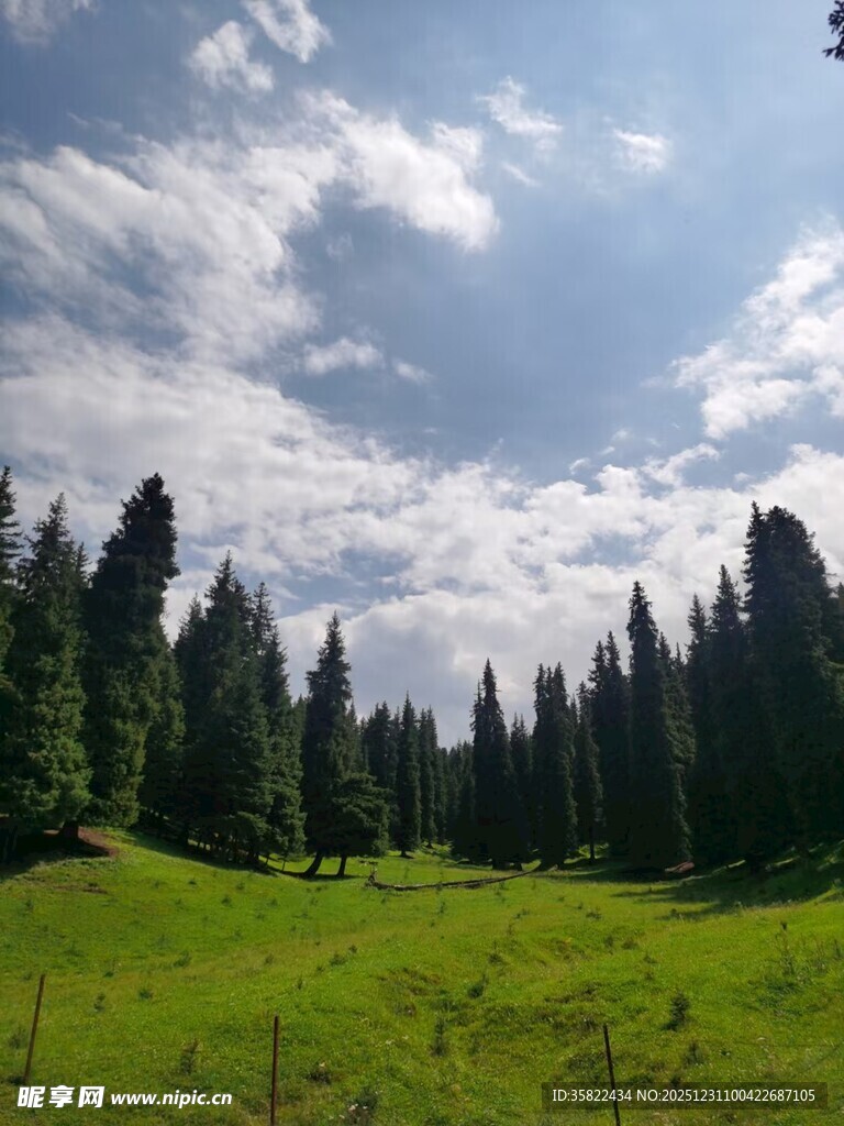 绿野松林间的蓝天白云