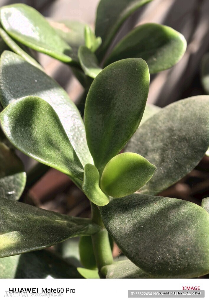 翠绿饱满的多肉植物特写