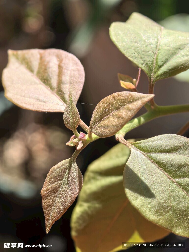 带枯叶的绿色植物枝叶