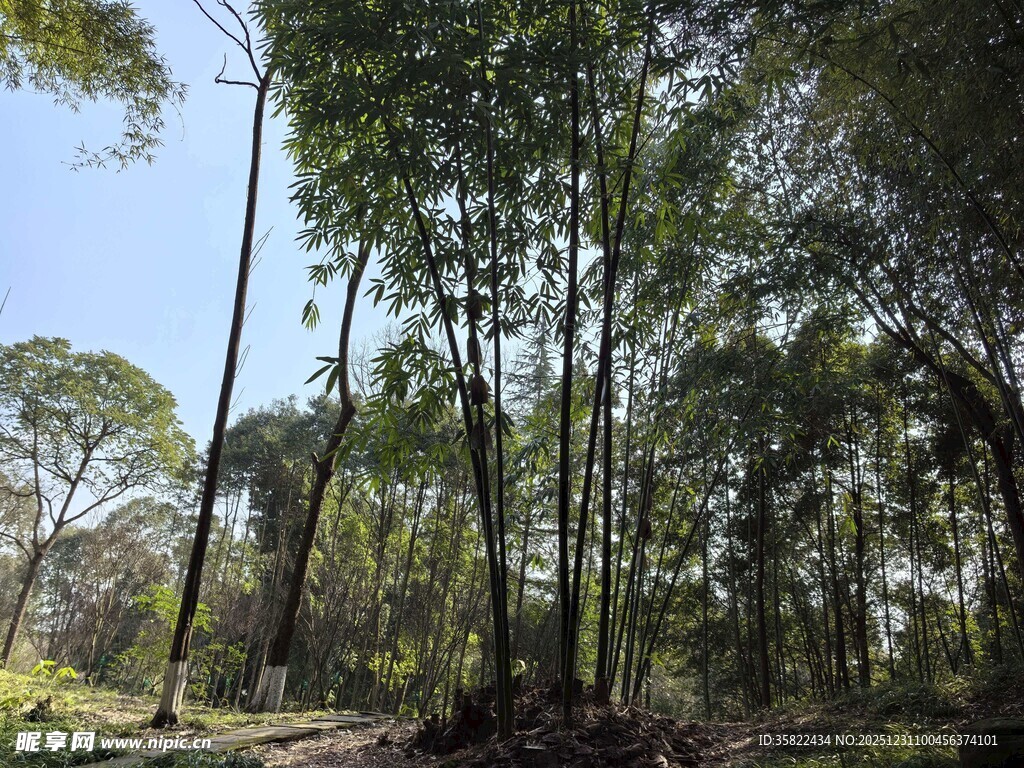 茂密树林中的自然景致