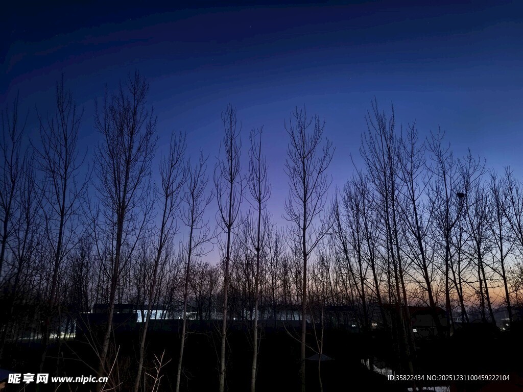 黄昏下的枯树林景观