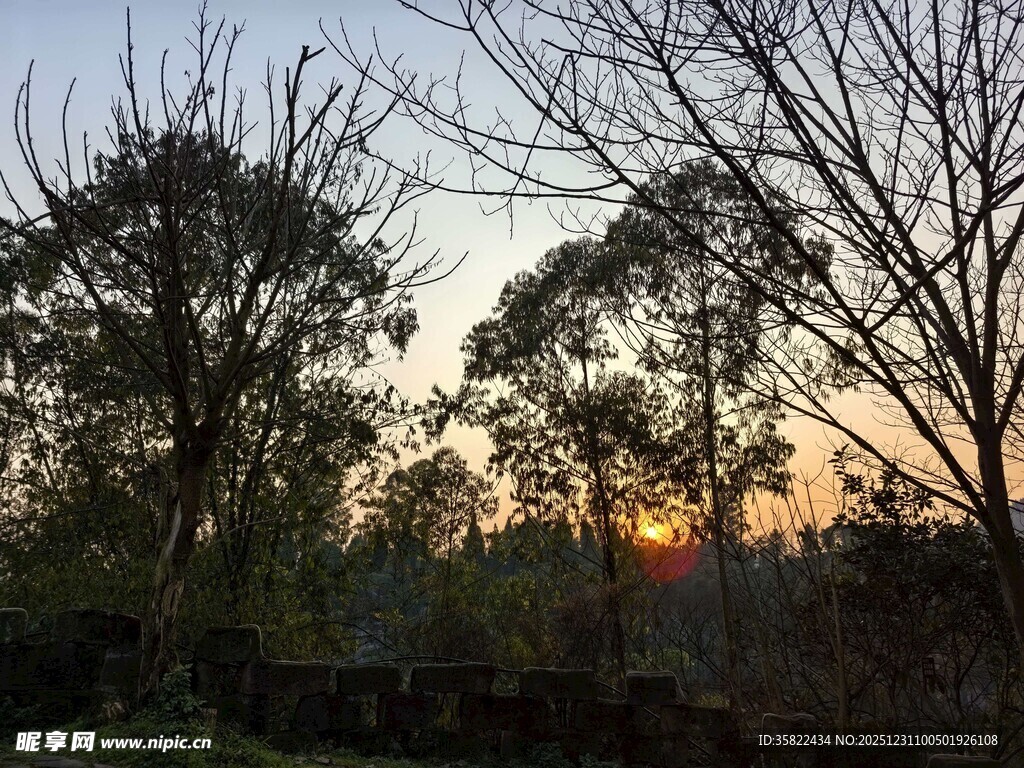 黄昏下的树林景色