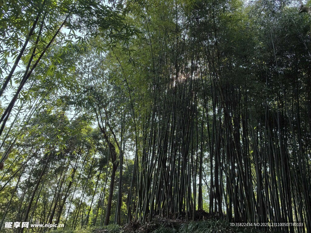 茂密竹林 绿意盎然