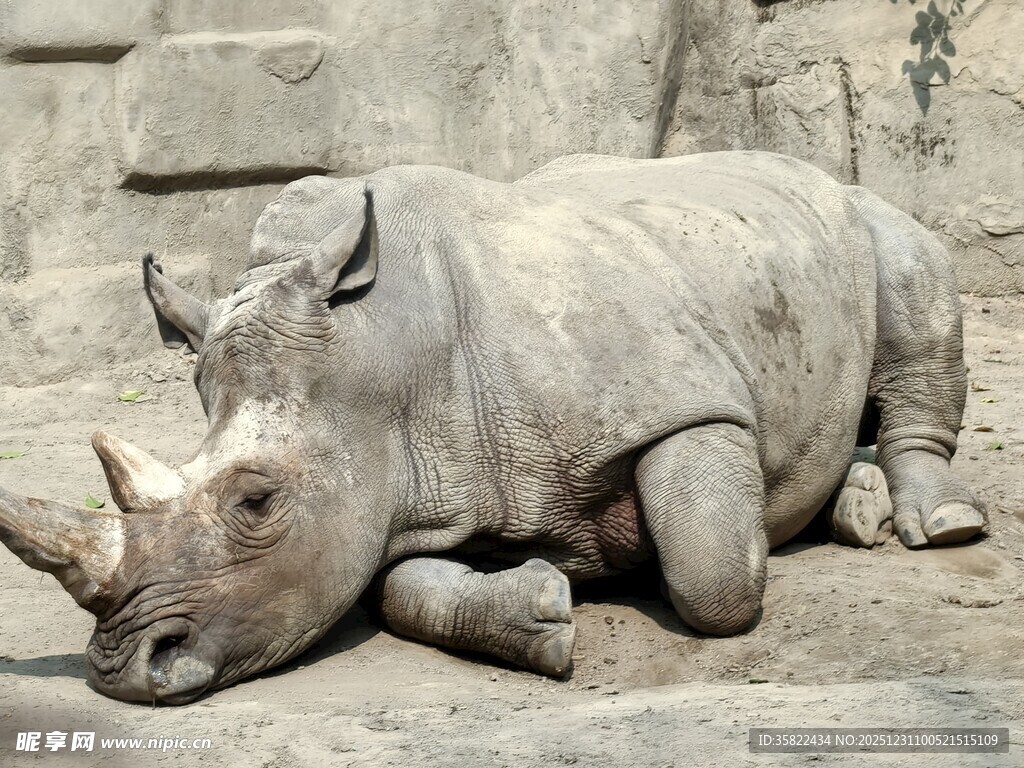 趴着休息的犀牛