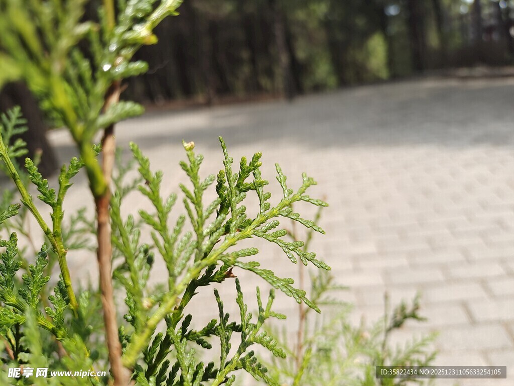路边翠绿植物特写