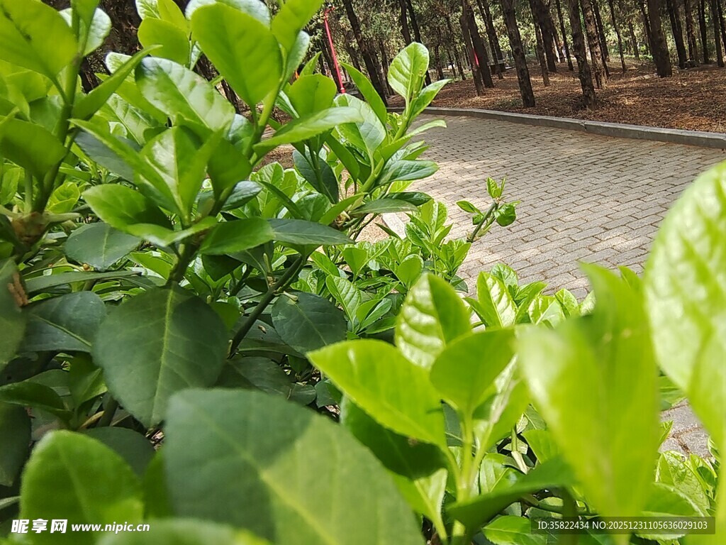 翠绿繁茂的植物枝叶