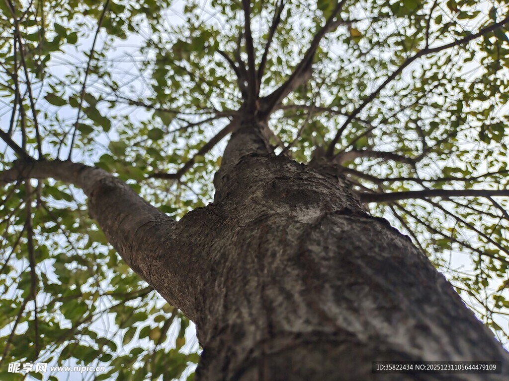 仰望粗壮繁茂的古老大树