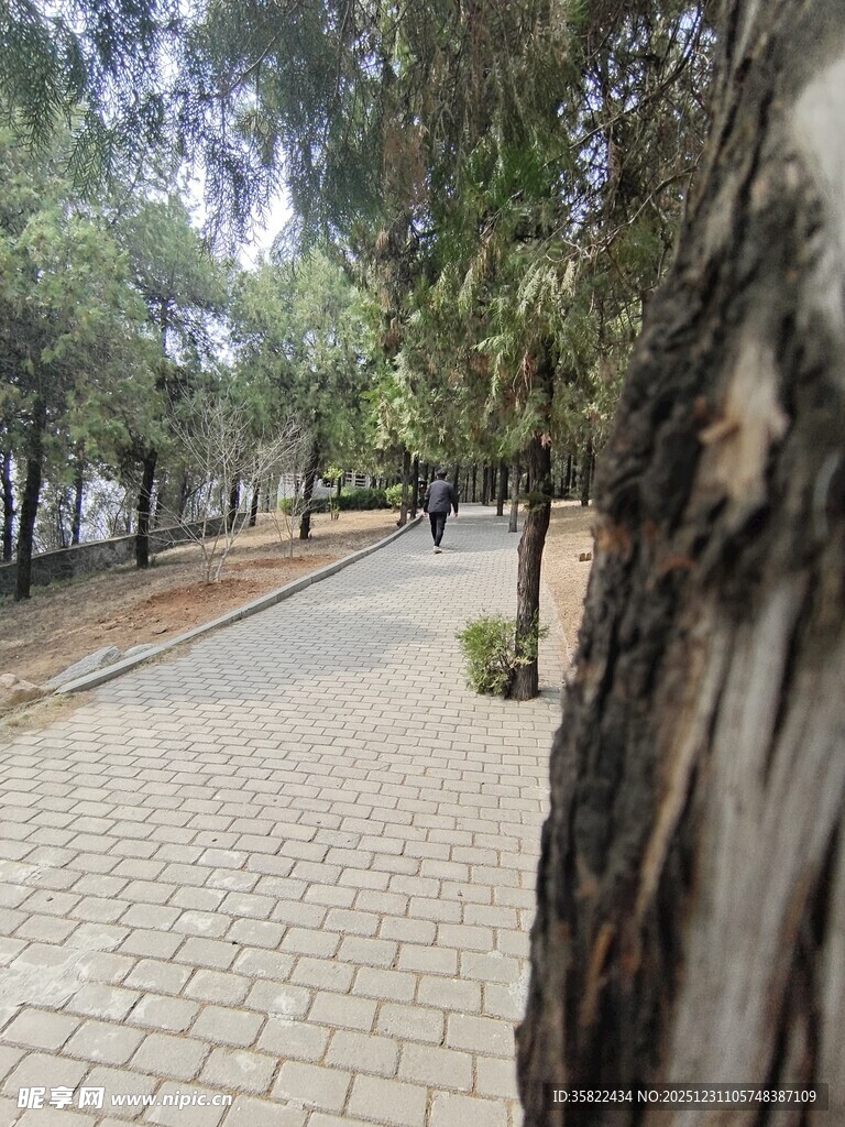 林间砖石小径 静谧景致