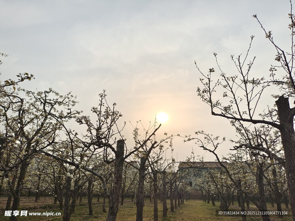 夕阳下的果园树木景观
