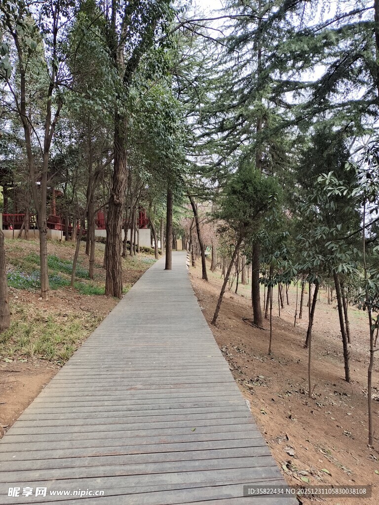 林间木栈道 静谧自然景