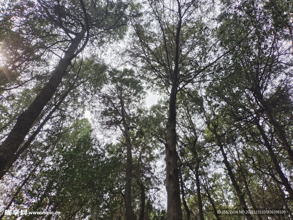 仰视茂密森林树木景观