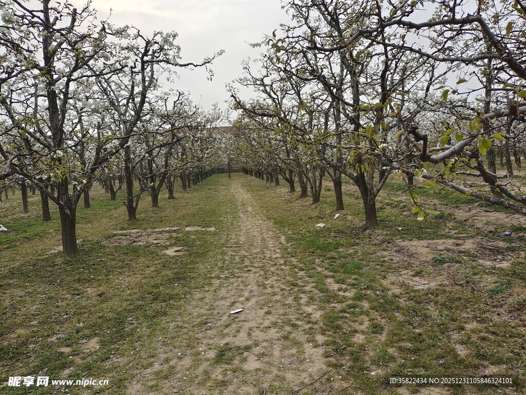 春日空旷果园小路