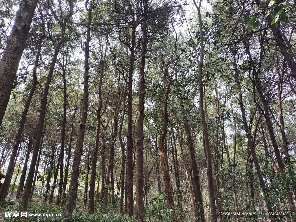 茂密森林中的挺拔树木