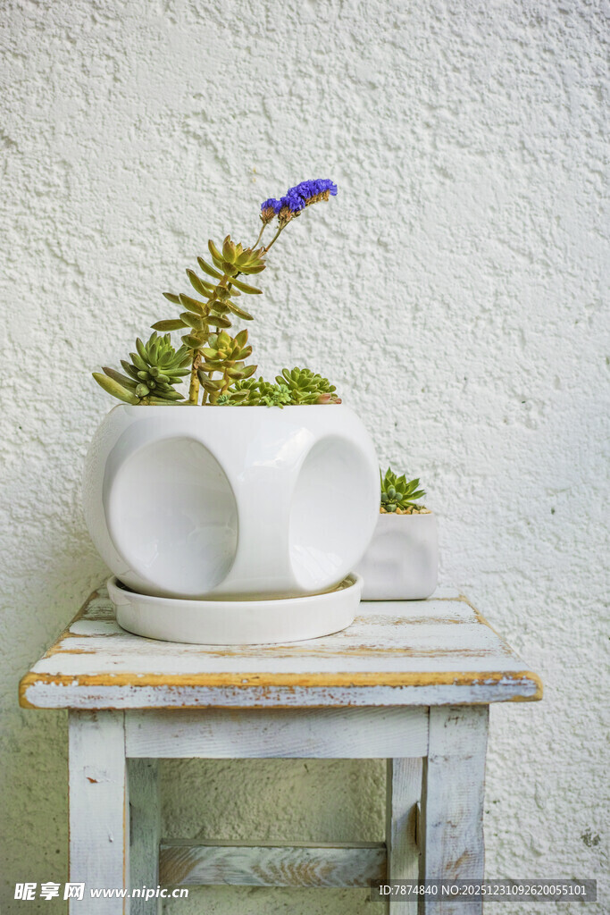 白色花盆中的紫色小花