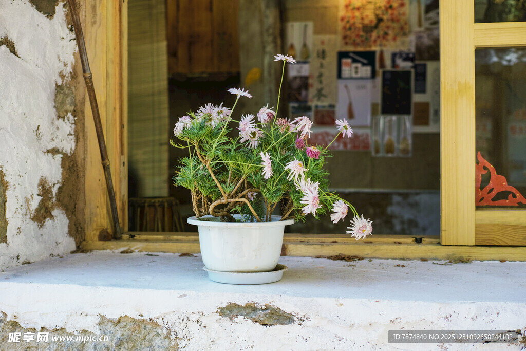 窗边白盆绽放的美丽花卉