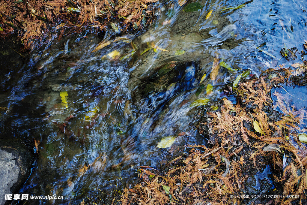 潺潺溪流中的枯叶与水草