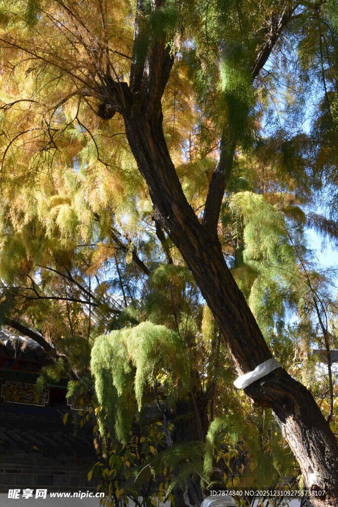 秋日斑斓树枝美景