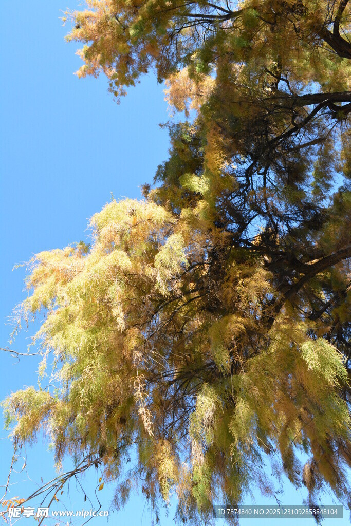 秋日金黄树叶映蓝天