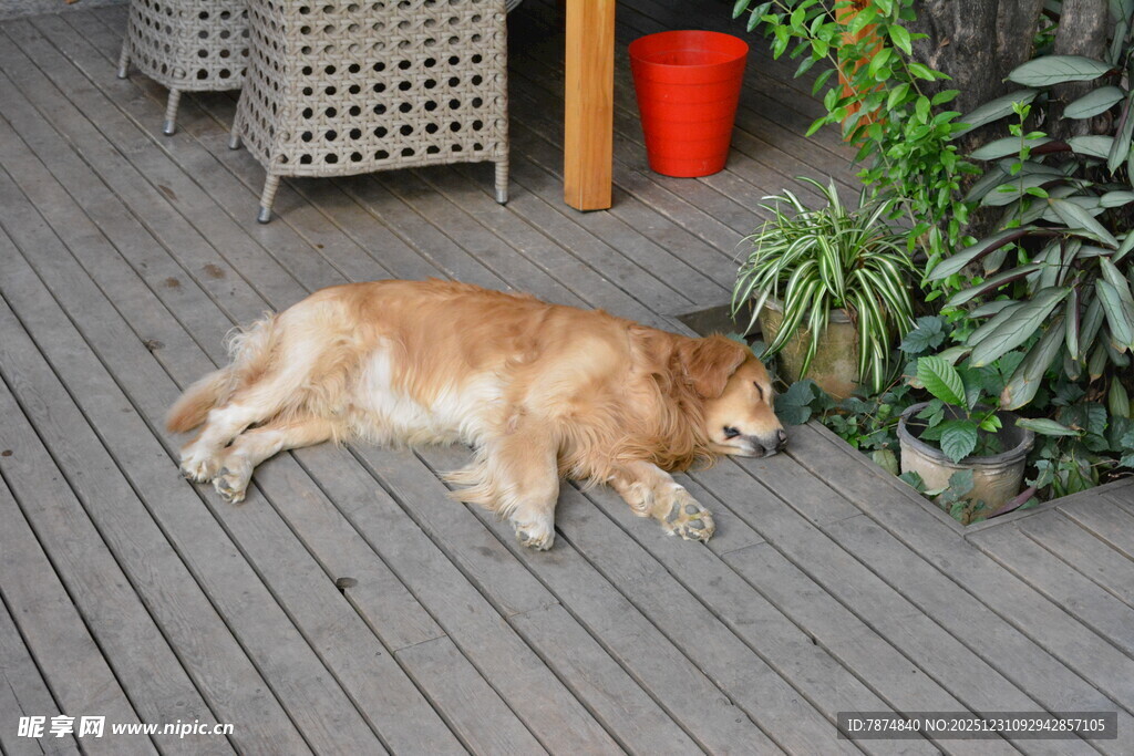 金毛犬惬意躺卧木地板