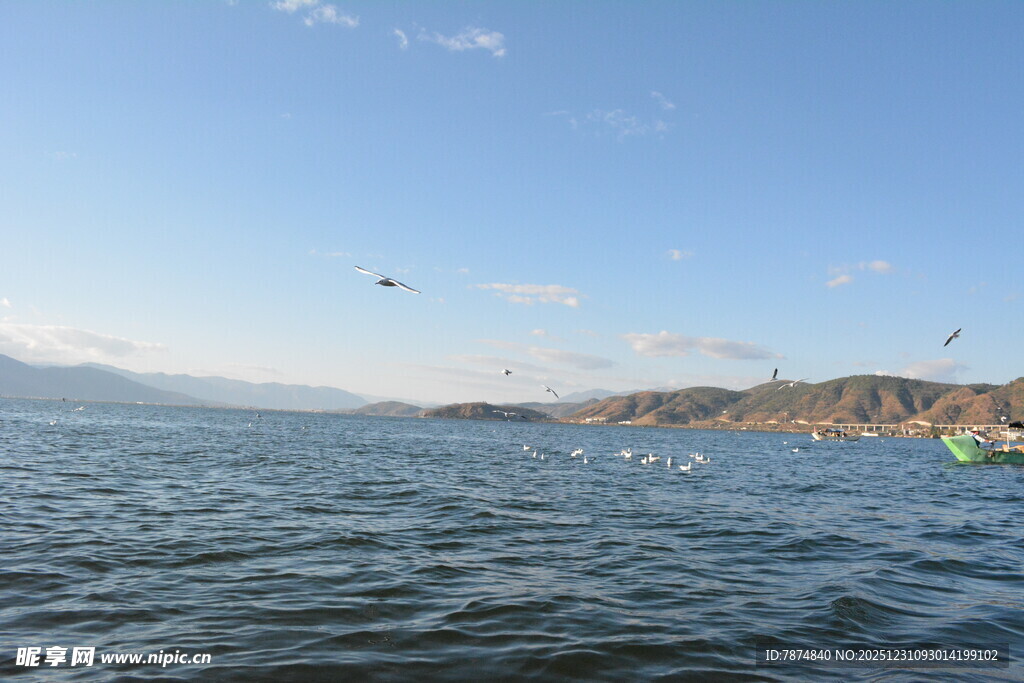 湖畔风光 飞鸟游弋于水面