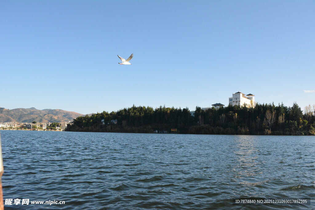 湖畔飞鸟与城市景观