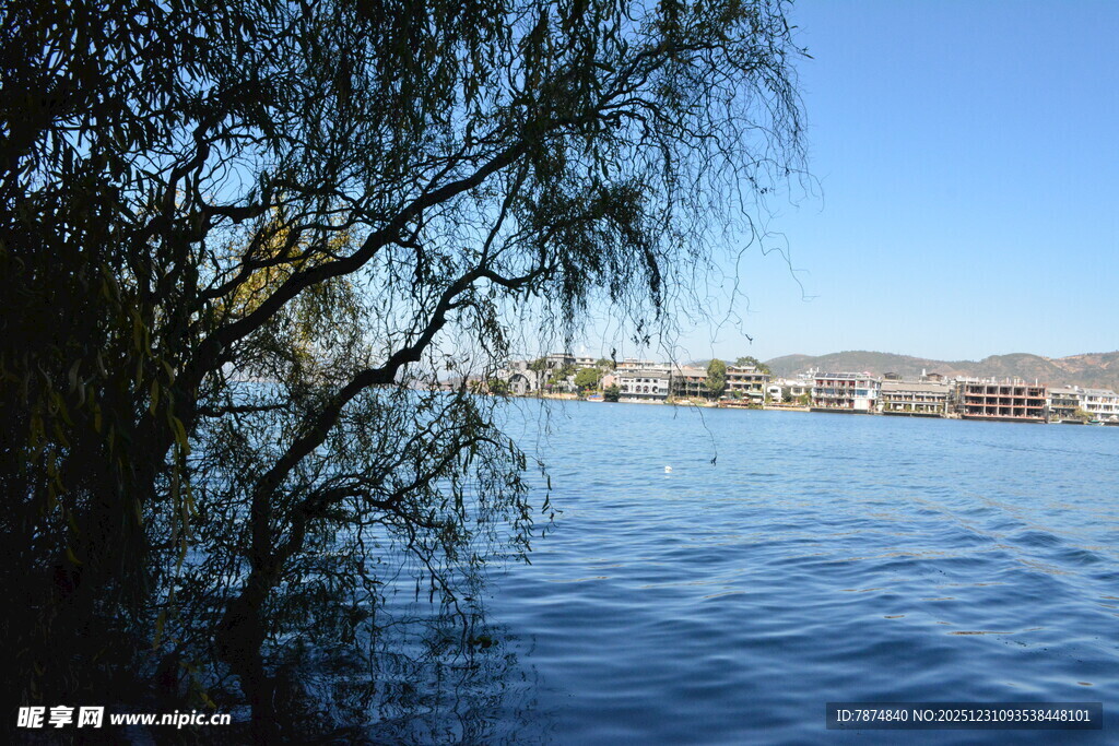 湖畔柳枝摇曳的美丽景致