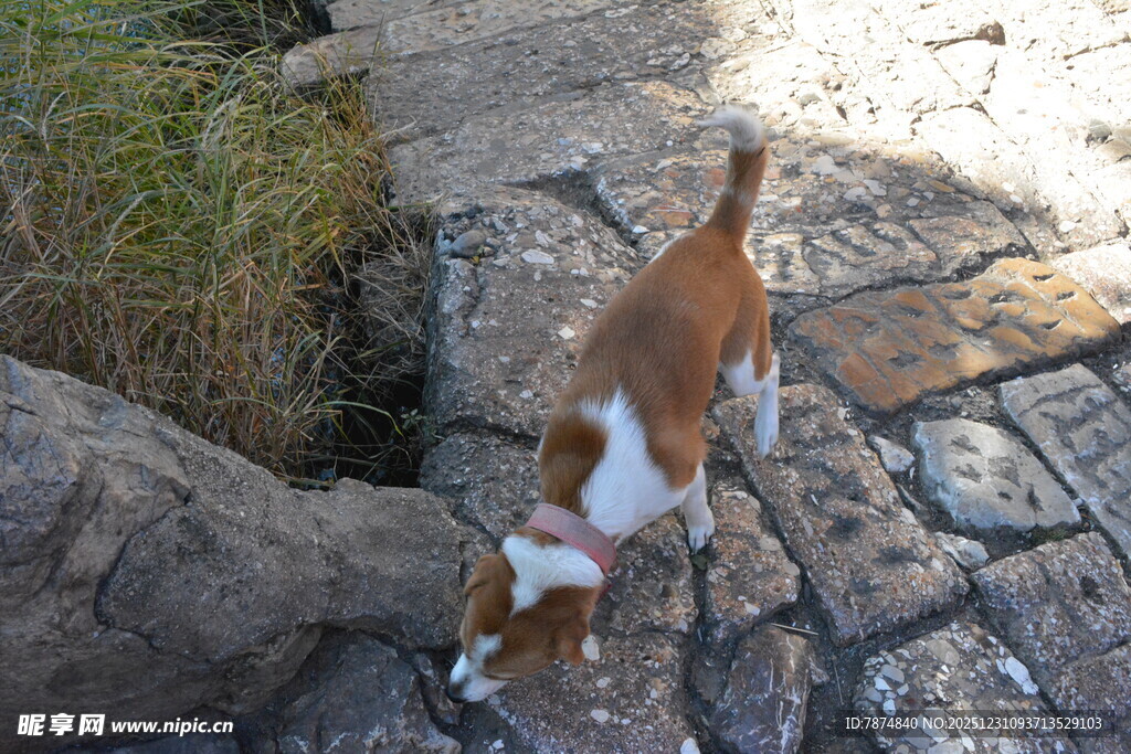 嗅探地面的棕白小猫