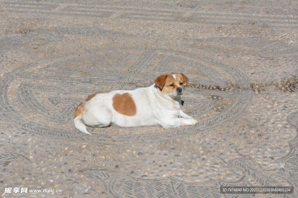 沙地上休憩的可爱小狗