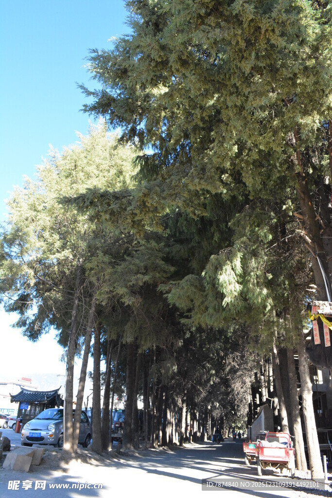 林荫道路 清新自然风景