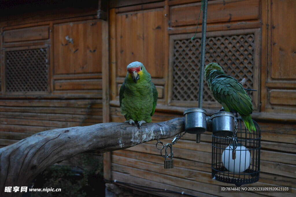 木屋内的绿鹦鹉与食具