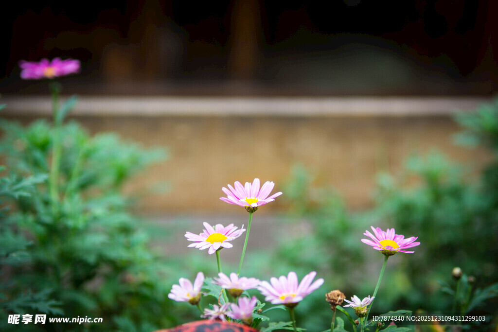 庭院中绽放的美丽小雏菊