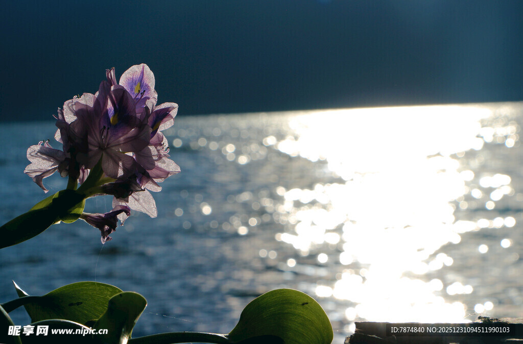 水边绽放的紫色美丽花朵