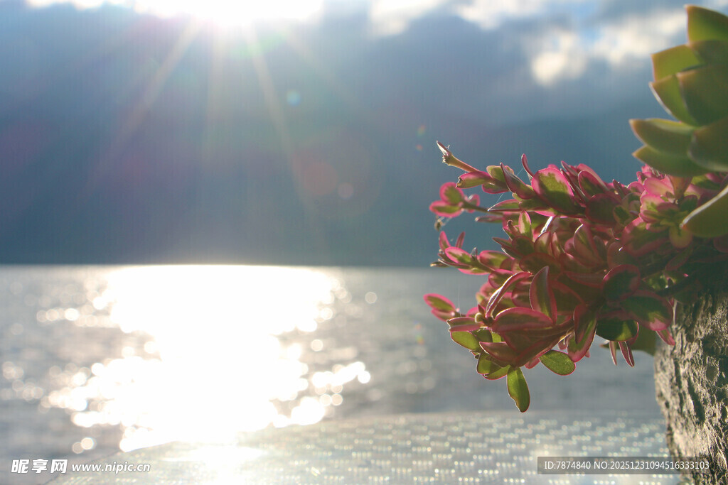 湖畔阳光映照艳丽花卉