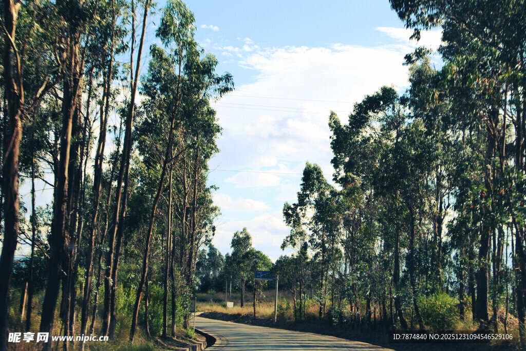 林间蜿蜒公路 自然风光