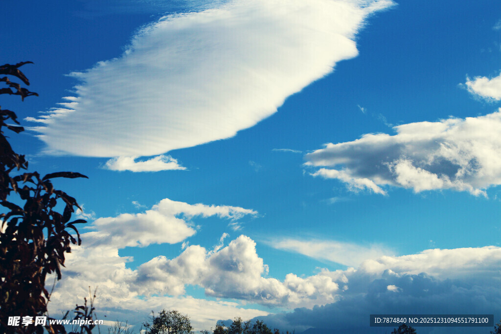 蓝天白云下的树梢美景