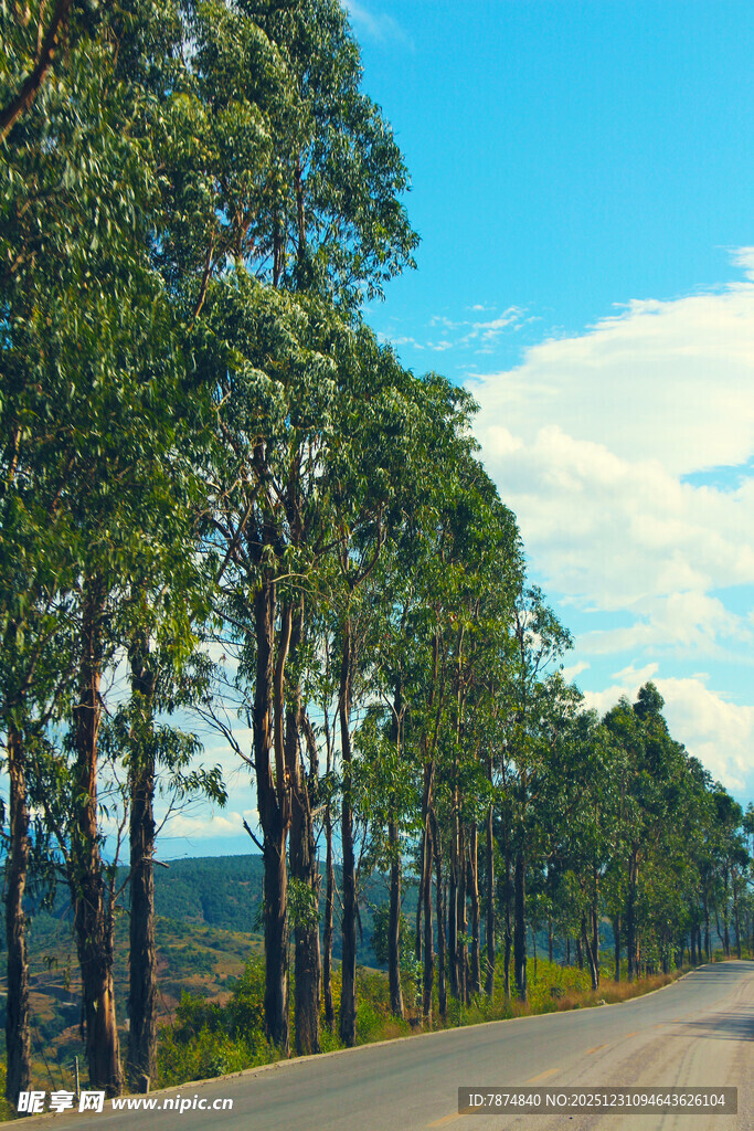 公路旁的茂密树林
