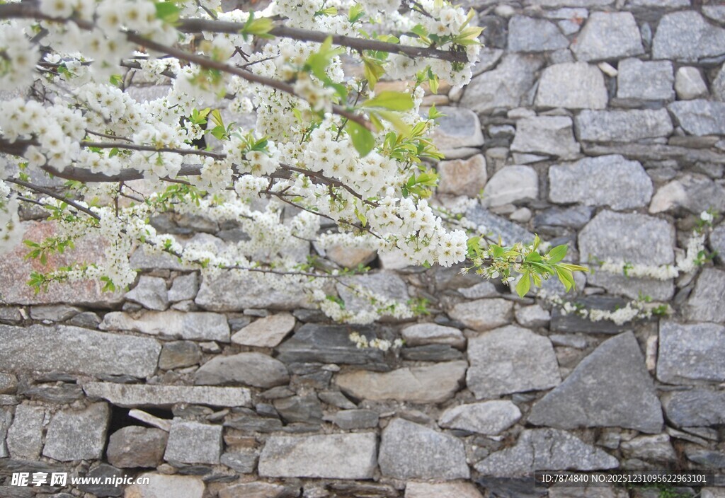 石墙上绽放的白色花朵
