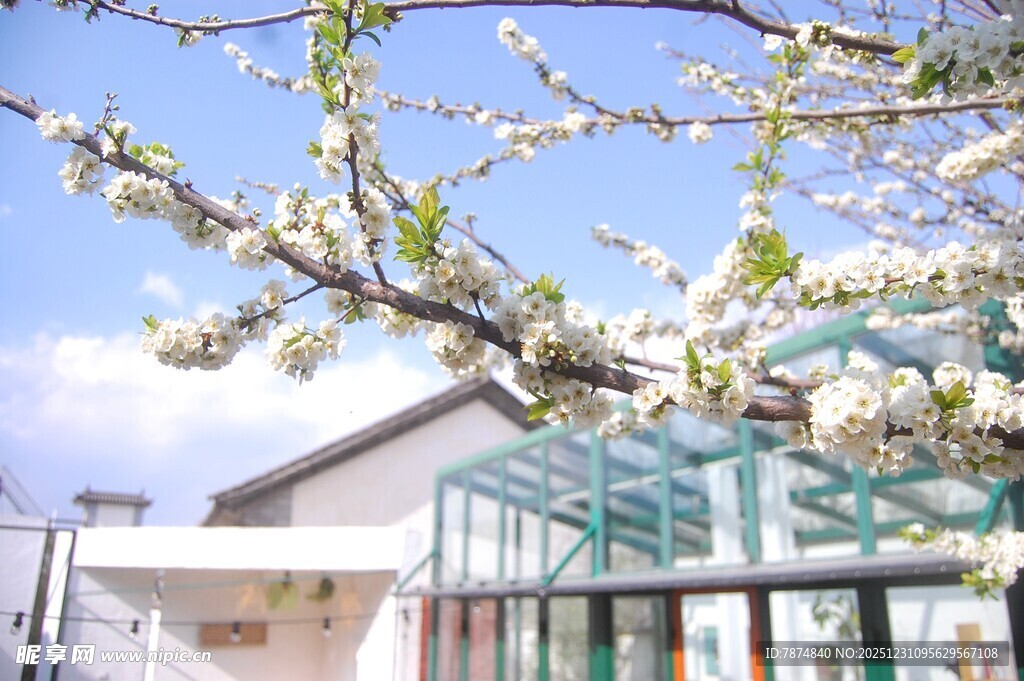 春日繁花下的清新建筑