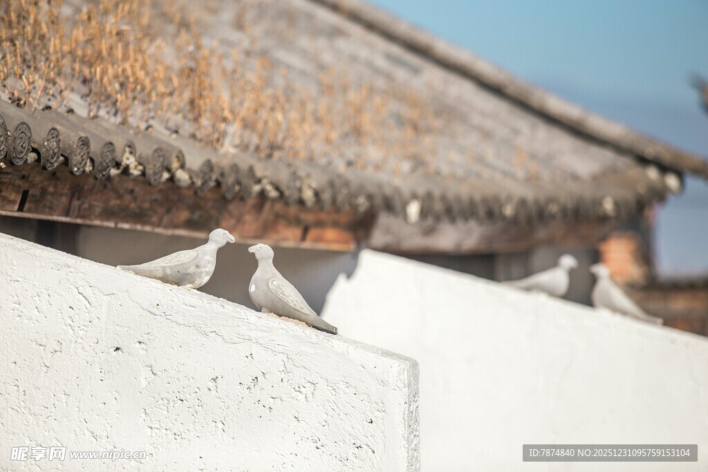 屋顶上栖息的几只飞鸟