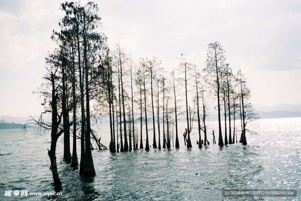 水中枯树林 静谧自然景