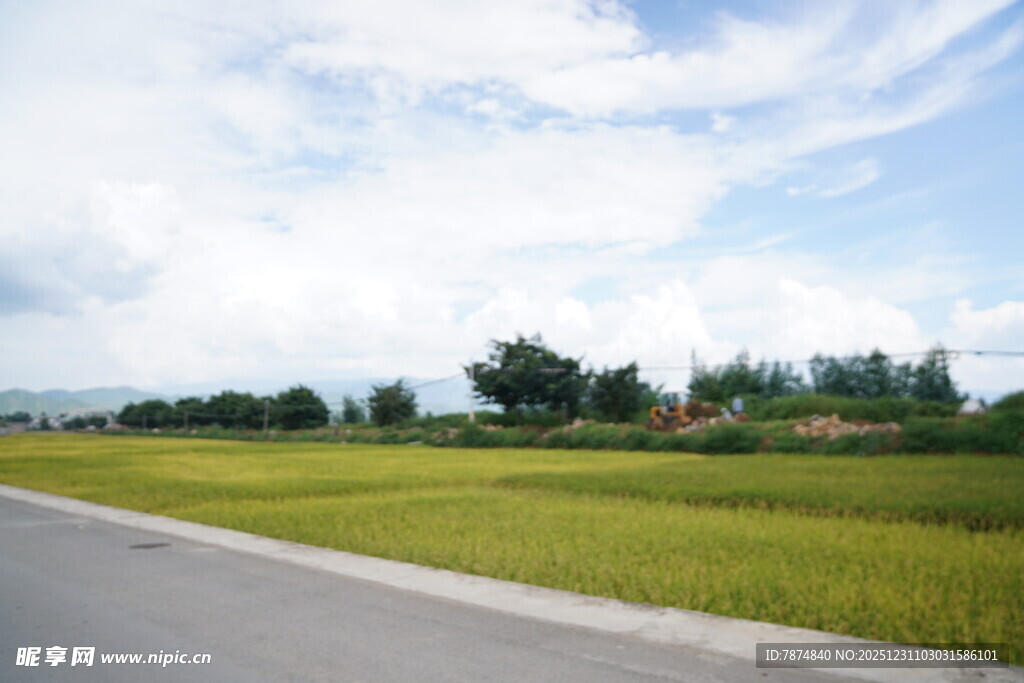 乡村公路旁的葱郁田野