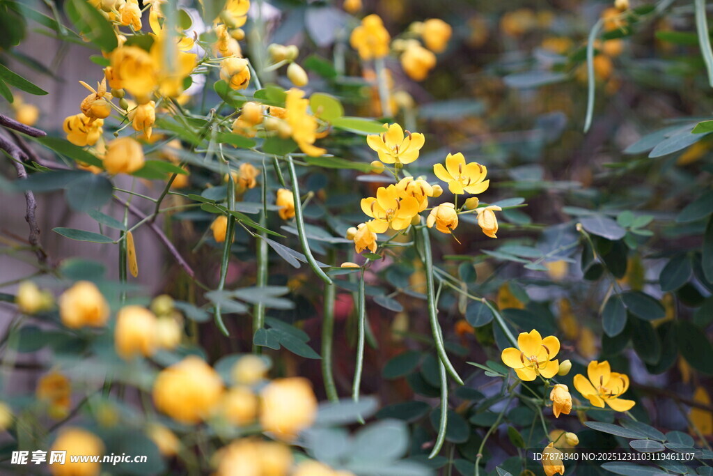 金黄小花绽放于绿叶间