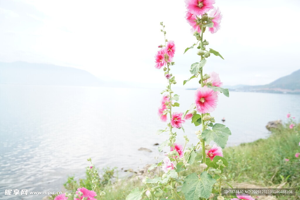 湖畔绽放的娇艳粉色花朵