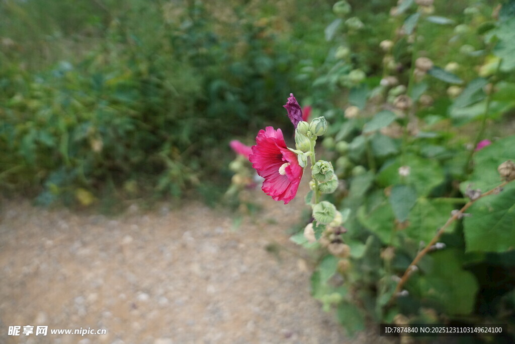 小径旁绽放的娇艳红花
