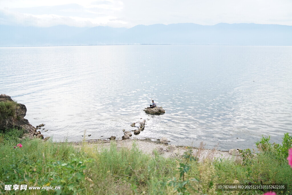 海边景致 花草与礁石相伴