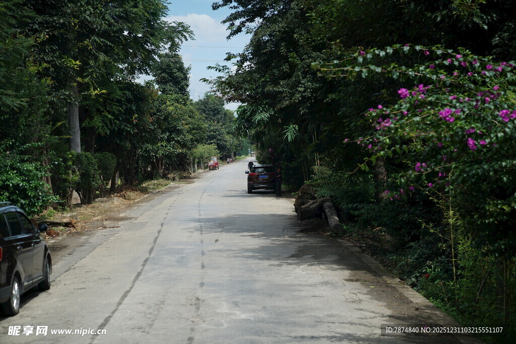 林荫小道 静谧自然之景