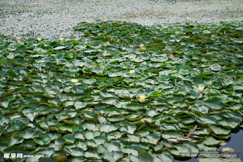水面上的大片绿色浮萍