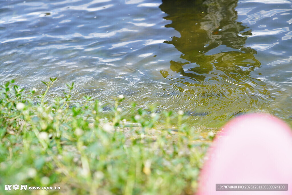 水边草地与粉色物体特写