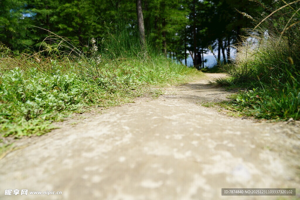林间小径 绿意盎然